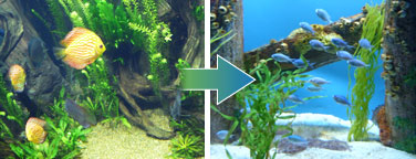 Turning Your Freshwater Aquarium Into A Saltwater Aquarium - ONEdersave ...