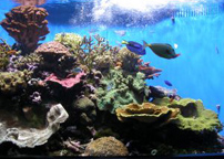 View of Solving the Most Common Saltwater Tank Problems - ONEdersave blog ...