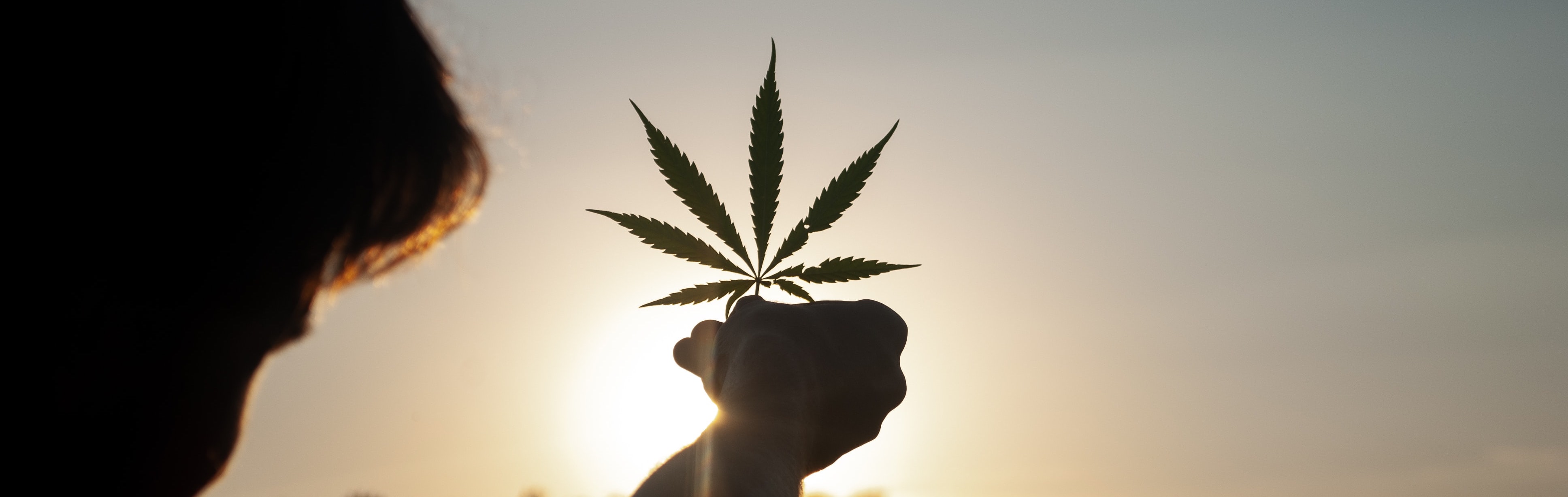 Cannabis Plant