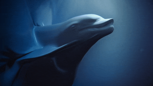 Sea Sheperd commercial still of dolphin shape