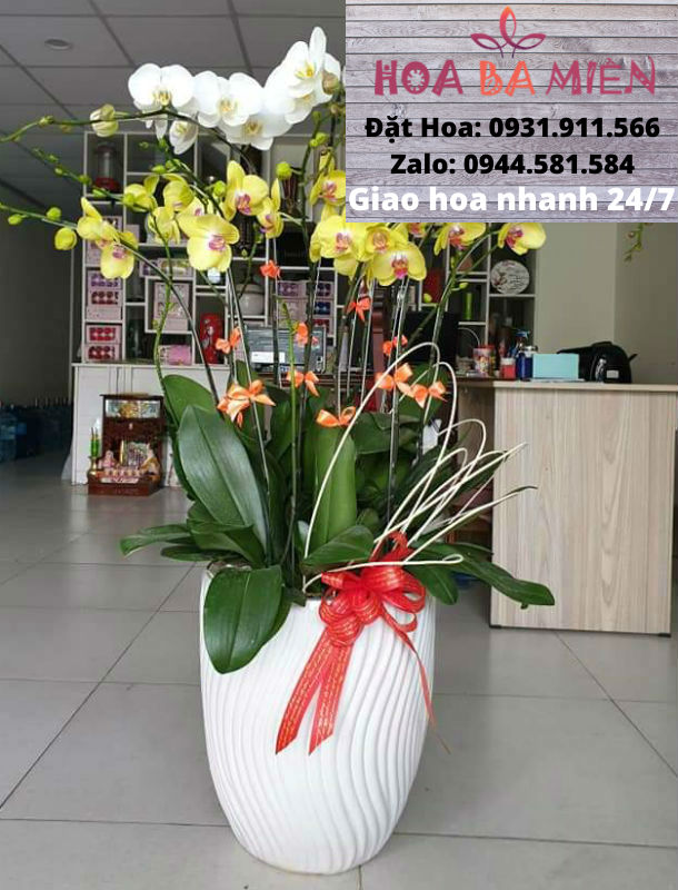 Lan Hồ Điệp 9004