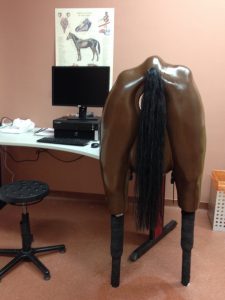 The Haptic Horse offers students the opportunity to learn how to carry out a systematic rectal examination of the abdomen of normal horses,
