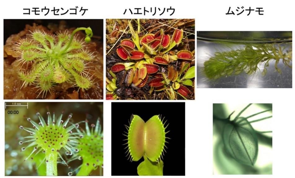 ゲノム重複が食虫植物の進化を牽引 ?モウセンゴケ科に属するコモウセンゴケ、ハエトリソウ、ムジナモの3種の ゲノム解読により判明?