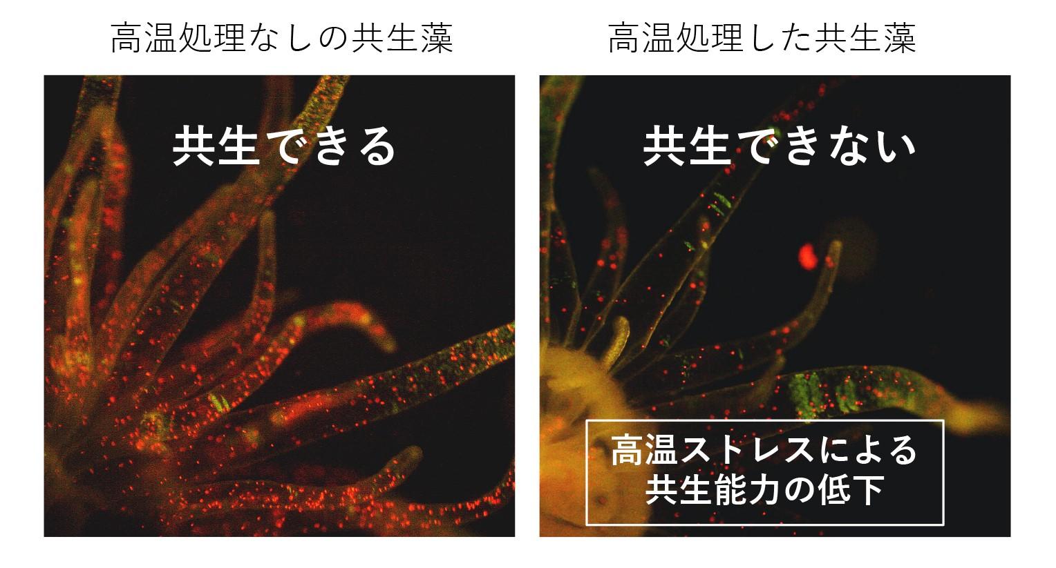 白化したサンゴの生死を決める新たな要因を発見?高温ストレスによる共生藻の共生能力の低下?