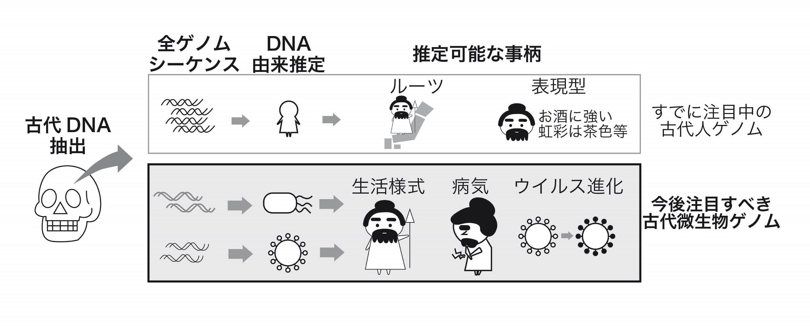 縄文人が感染していた古代ウイルスのゲノム配列を特定 ~縄文人ウイルスから解き明かすウイルス進化過程~