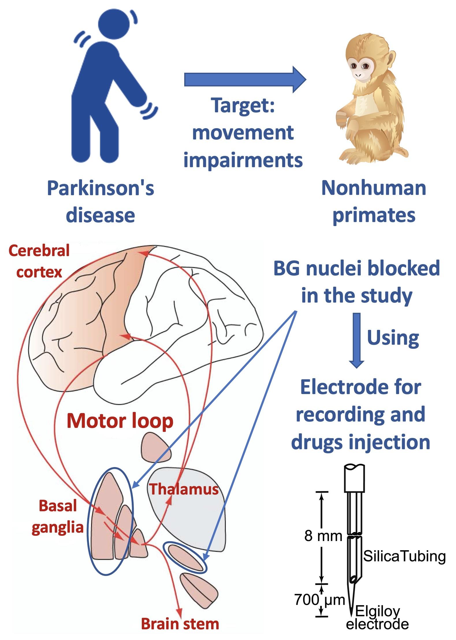 In search of treatment of movement disorders