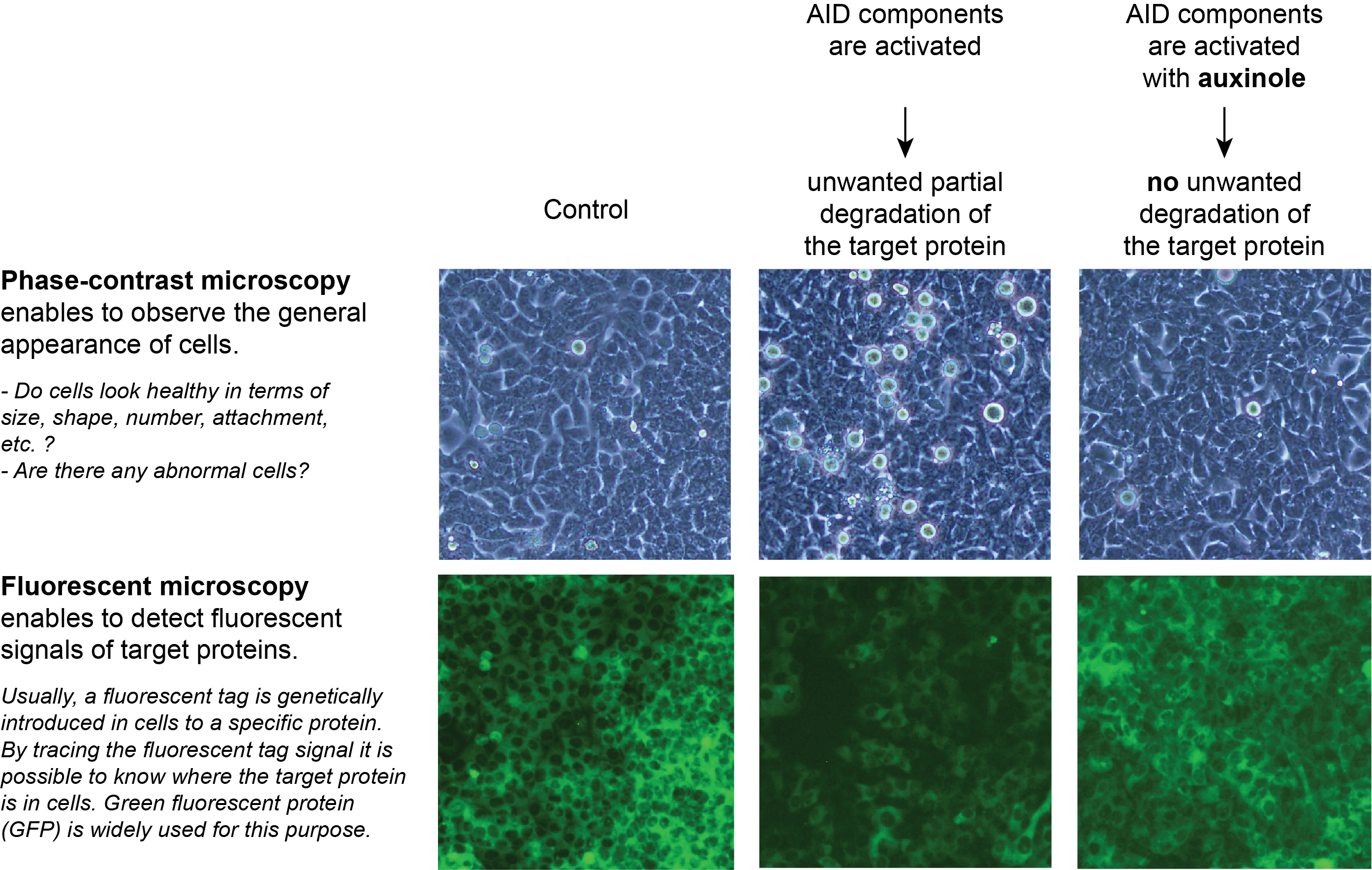 Development of a small chemical that greatly improves Auxin-Inducible Degron (AID) technology for protein function research