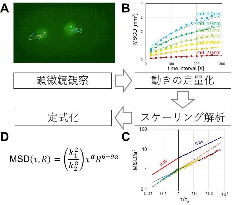 遺伝子の運動を支配する物理法則〜細胞内の染色体の動きを表す数式を発見〜