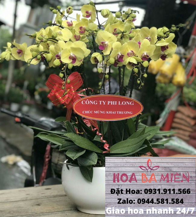 Lan Hồ Điệp 9008