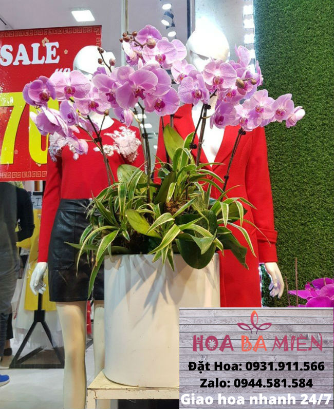 Lan Hồ Điệp 9026