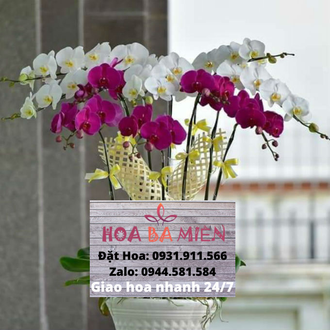 Lan Hồ Điệp 9016