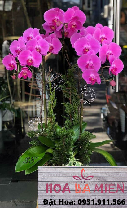 Lan Hồ Điệp 9007