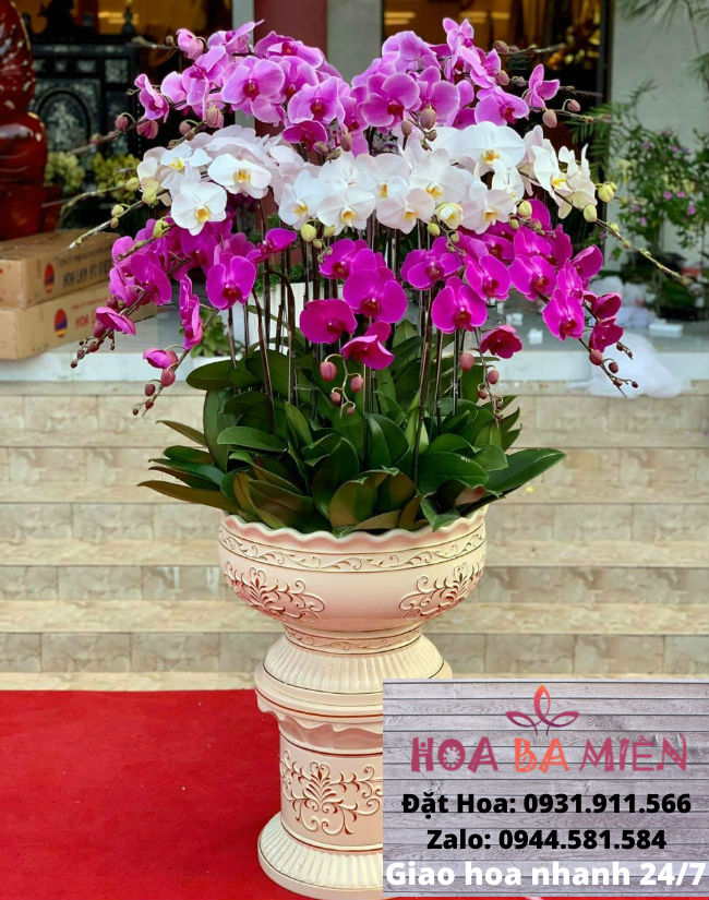 Lan Hồ Điệp 9012