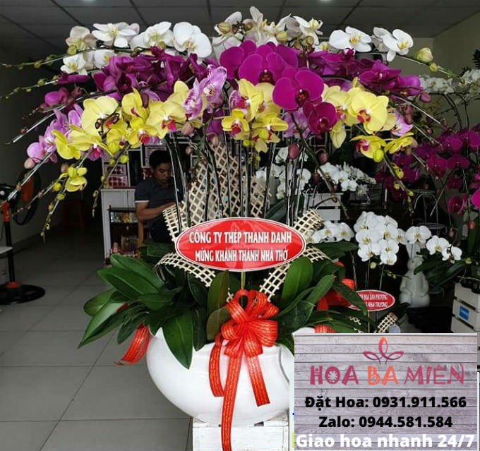 Lan Hồ Điệp 9015