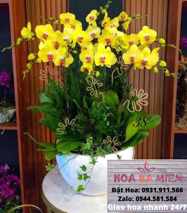 Lan Hồ Điệp 9014