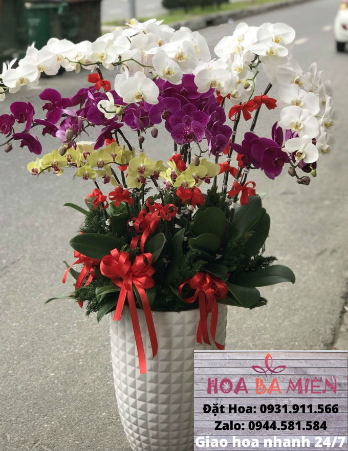 Lan Hồ Điệp 9013