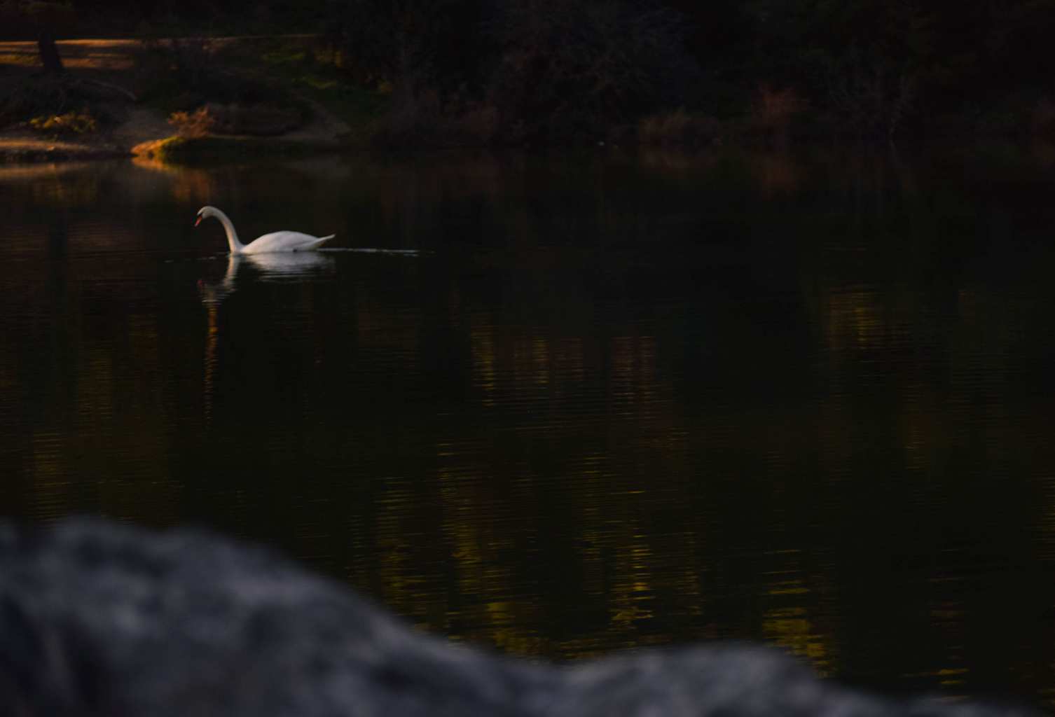 Konstantis Alexopoulos - Silver Swan