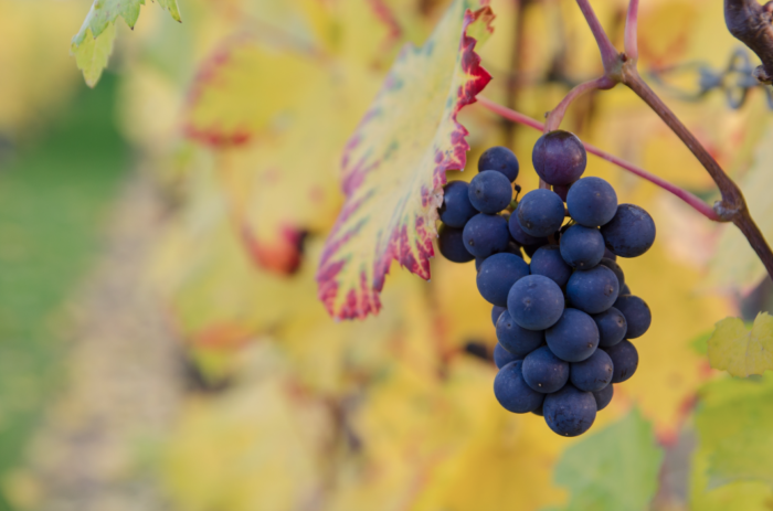 tempranillo grape