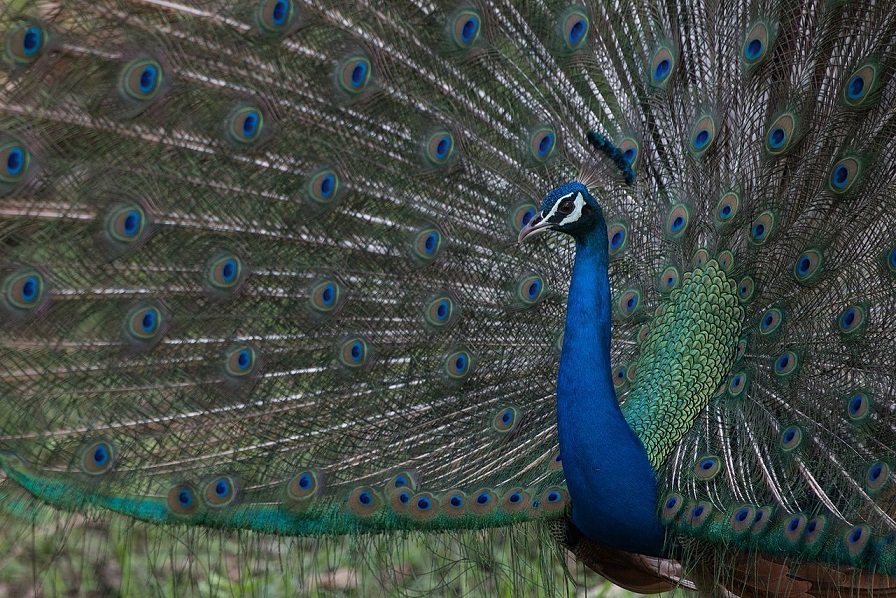 A peacock showing off his plumage in the Bandipur forest range, Karnataka