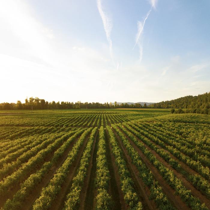 Farsley-vin-québec-marketing-agricole