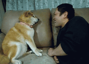 stop_pet