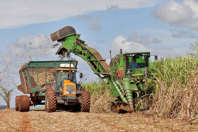 Harvesting operation in a sugarcane field