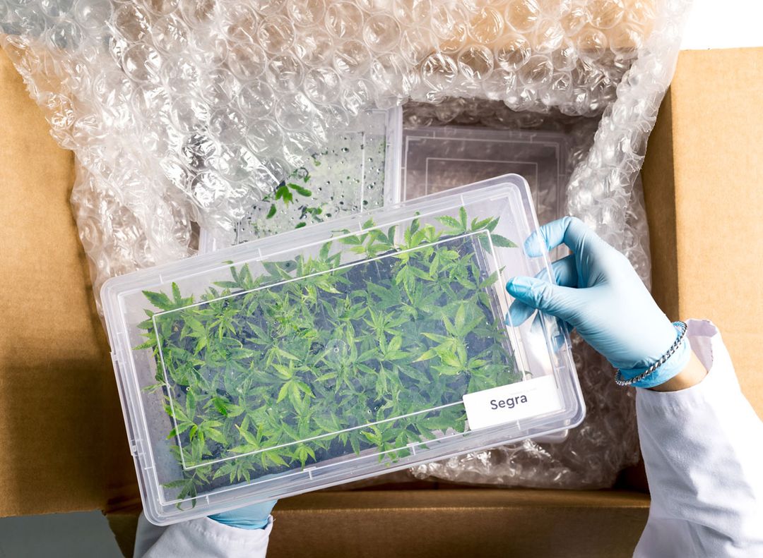 Plant Tissue Culture