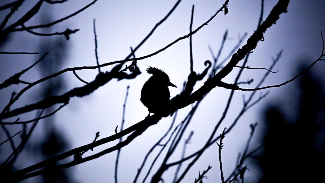 Do Birds Sleep? Here’s Where Birds Go At Night