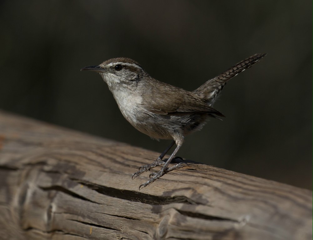 Bewick's Wren Identification and Overview