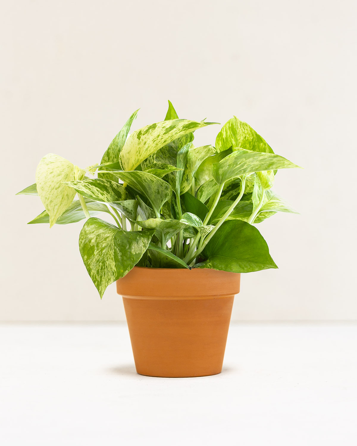 Live Plant Urban Jungle Pothos Marble Queen in 4-inch Grower Pot Live Plant Urban Jungle Pothos Marble Queen in 4-inch Grower Pot