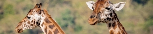 Why Do Poachers Kill Giraffes 