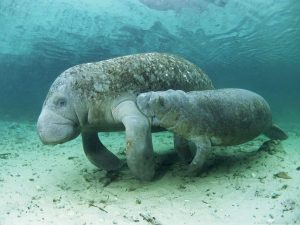 manatee mother with manatee baby