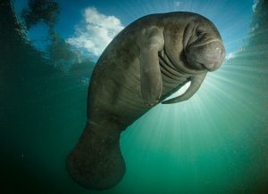 view of manatee at water surface from below
