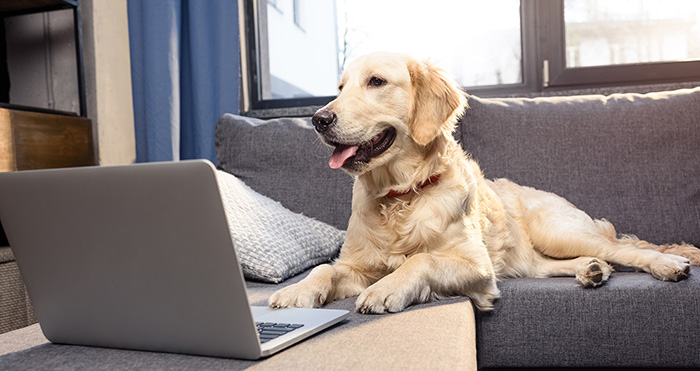 How To Import A Dog From The US Into Canada