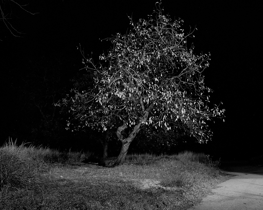 Photograph of a lone tree