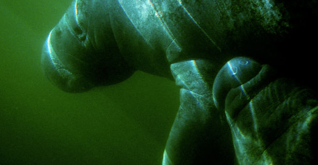 A manatee calf nuzzling her mother.
