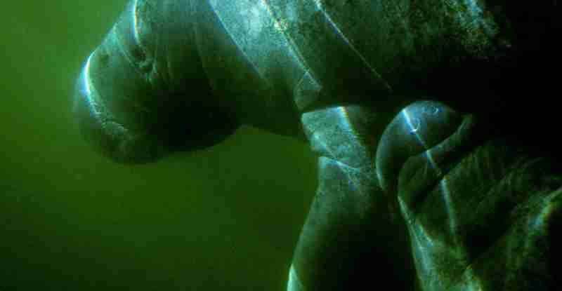 A manatee calf nuzzling her mother.