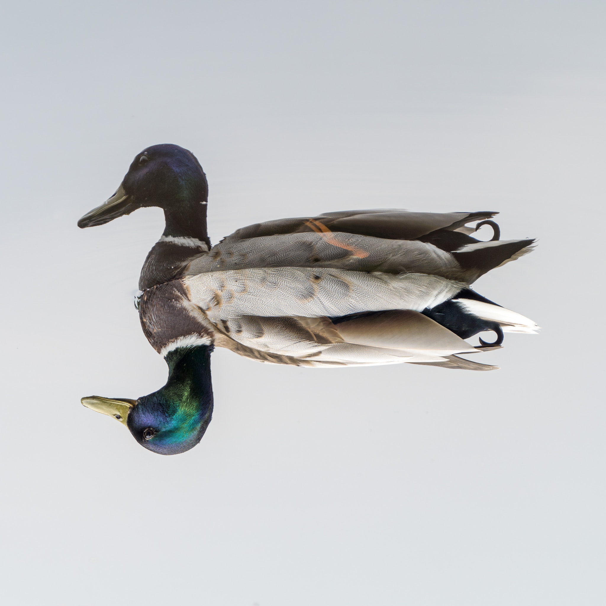 Shocking Wildlife Category States Secretly Use! - f8kwald