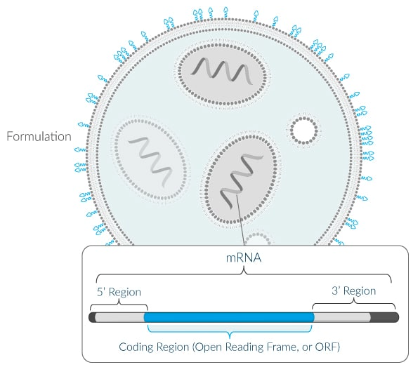 mRNA thumbnail