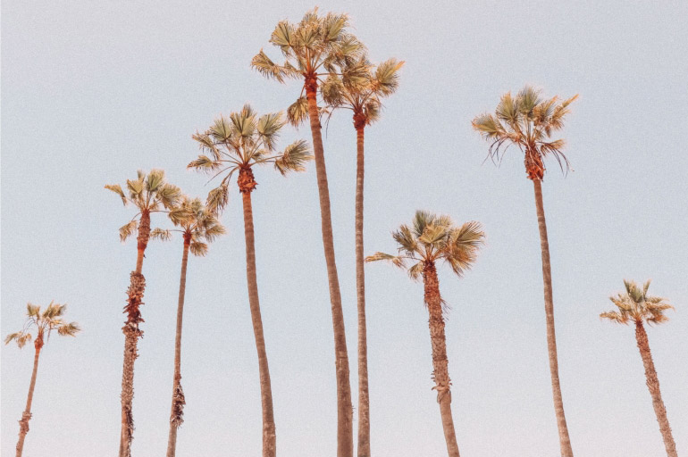 Palm Trees