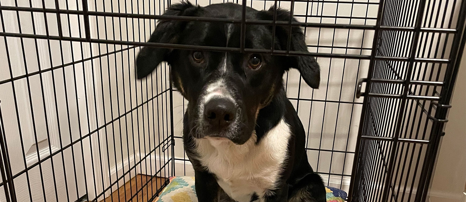 The Bethel Grapevine Ask the Vet When is it safe to leave my puppy