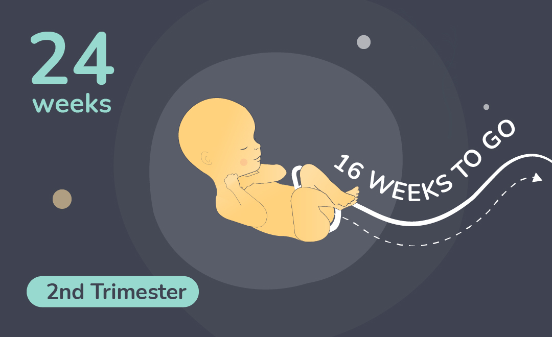 24 Weeks Of Pregnacy A Complete Guide By Imumz