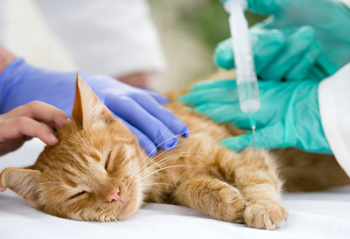 cat insulin