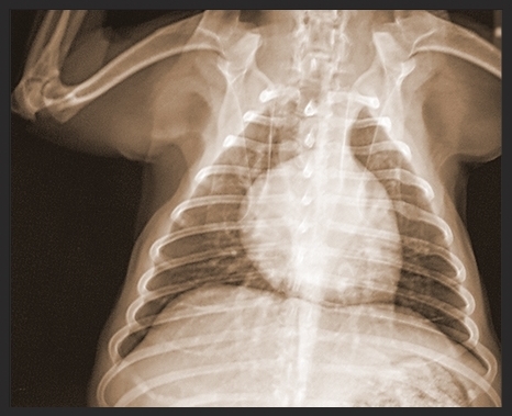 dorsoventral xray