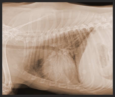 Dog x-ray