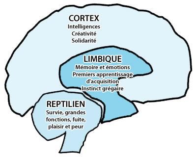 cerveau-influence.jpg
