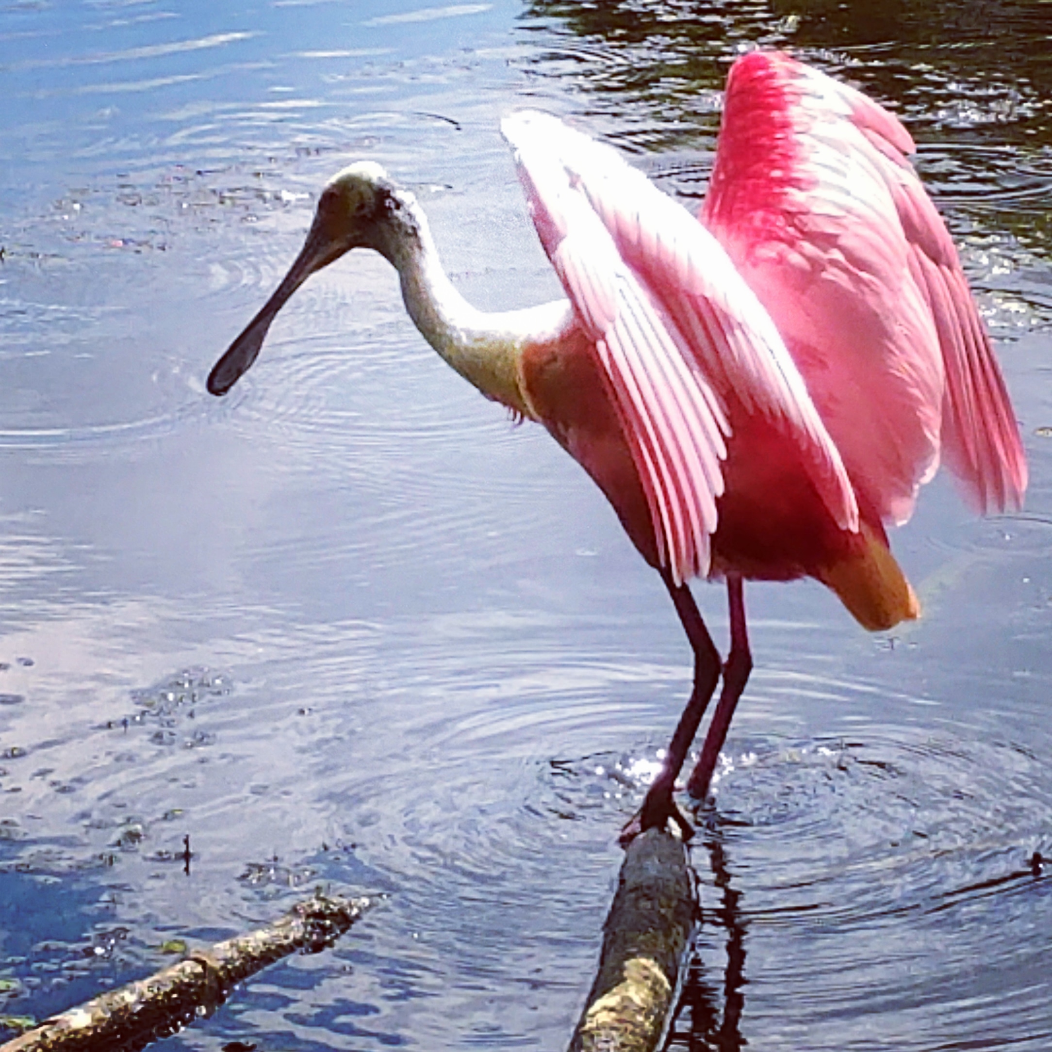The Amazing Florida Bird Migration Adventures in FL
