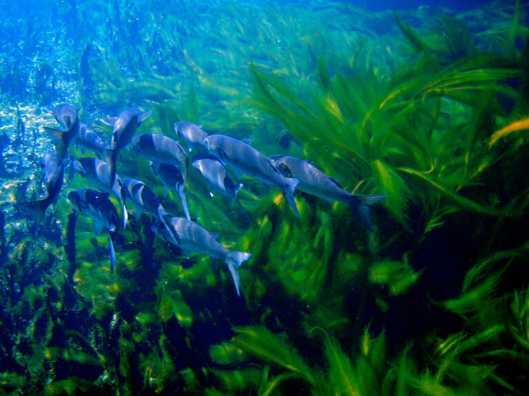 Snorkeling in crystal clear waters exposes lots of fish.