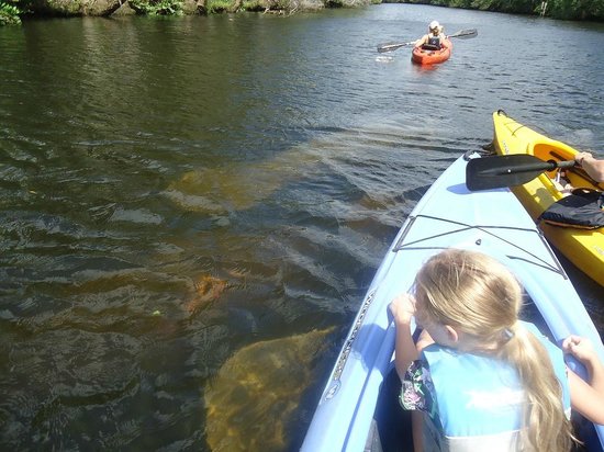 Manatee viewing at Cracker Creek.