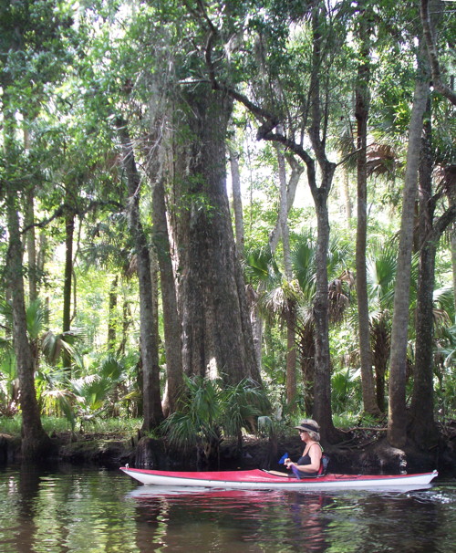 Paddling along cypresses.